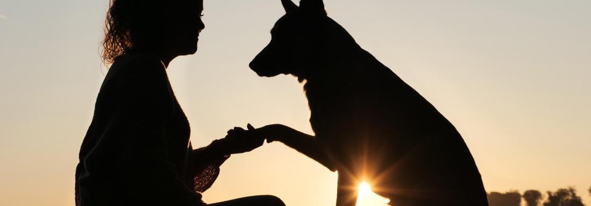 Ein Mädchen und ein Hund geben sich die Hand.